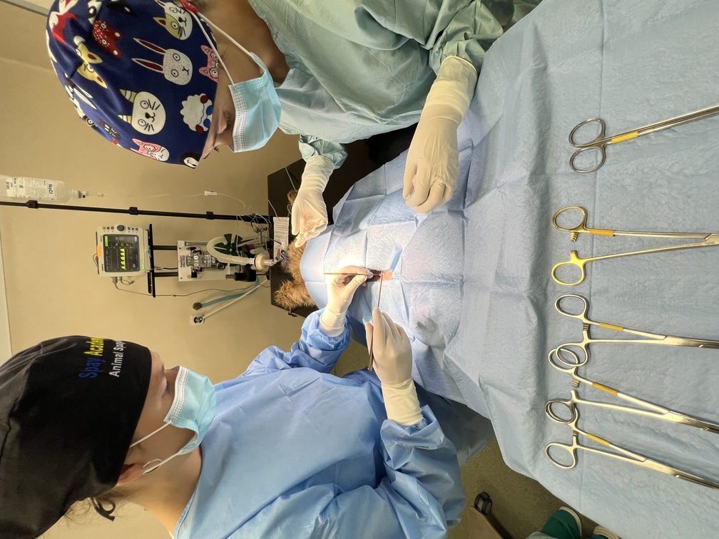 Surgery training session at Veterinary Training Camp