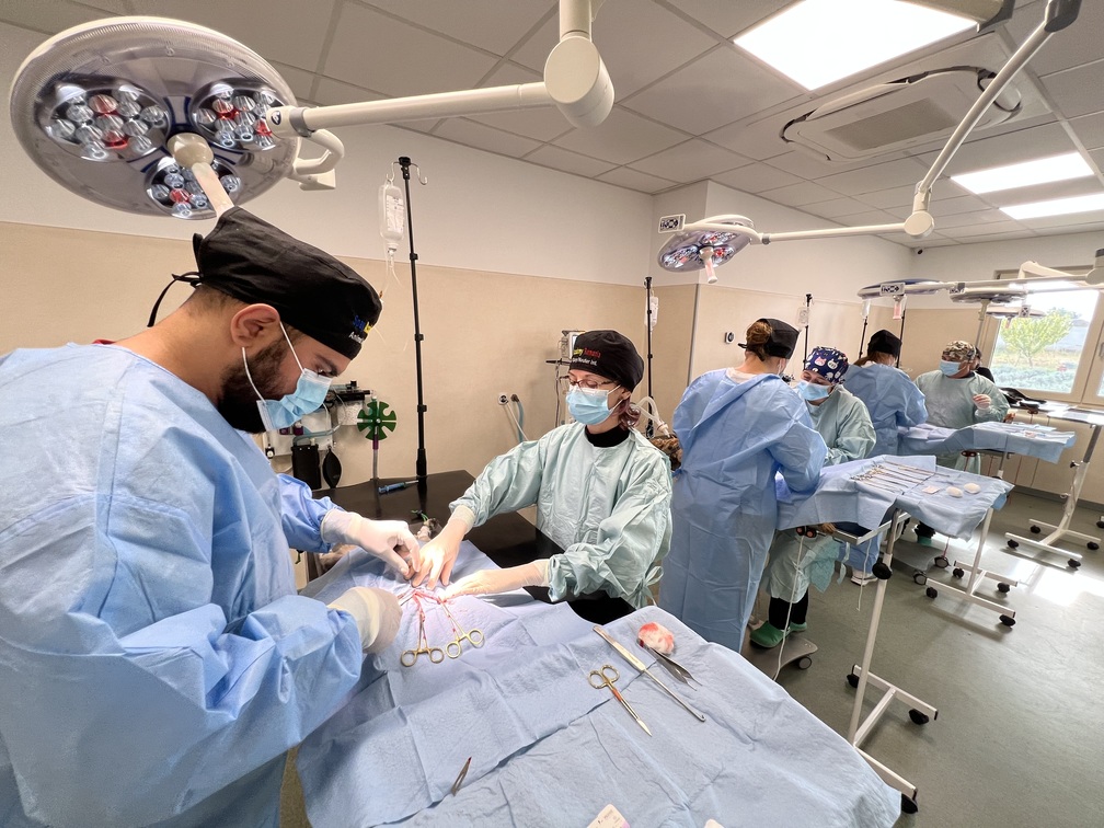 Surgery training session at Veterinary Training Camp