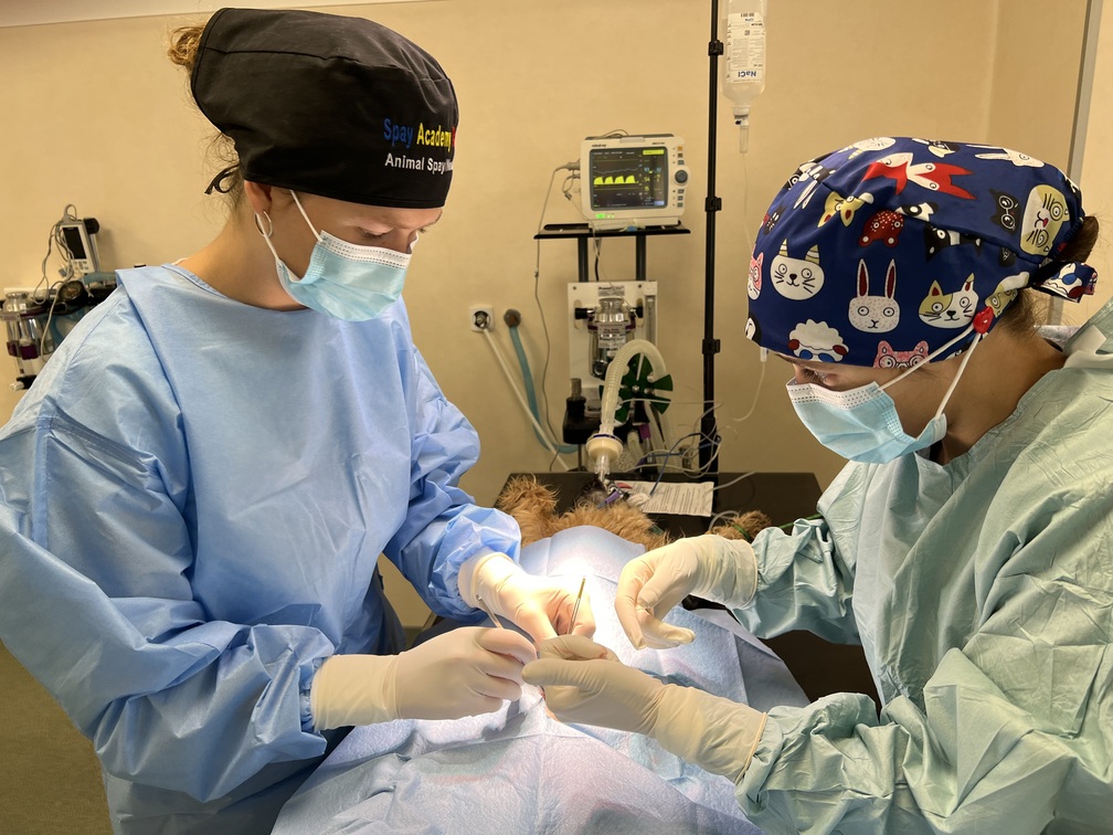Surgery training session at Veterinary Training Camp