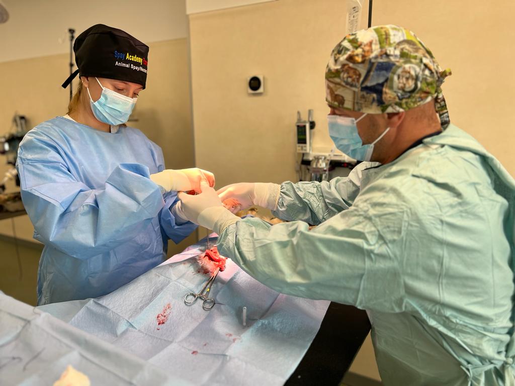 Surgery training session at Veterinary Training Camp