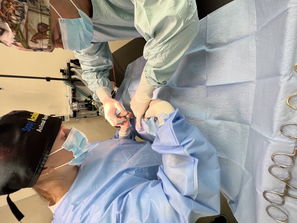 veterinary anesthesia training