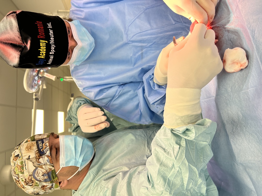 hands on animal surgery