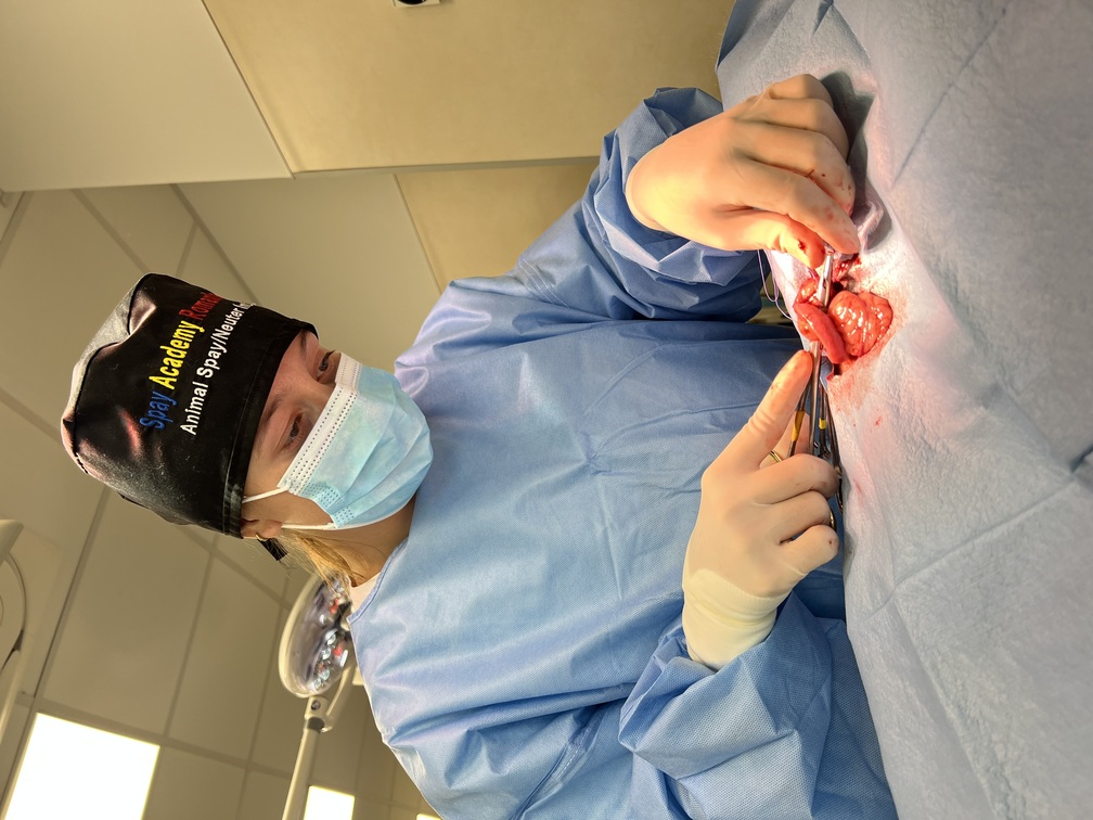 animal live surgery