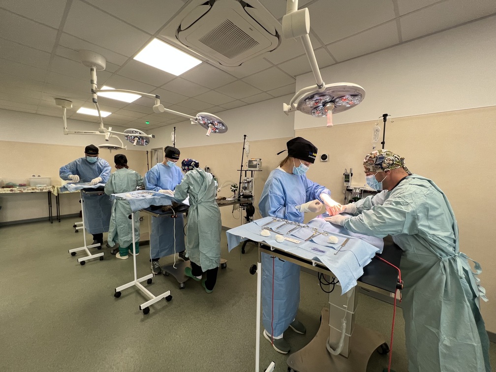 mini invasive dog surgery