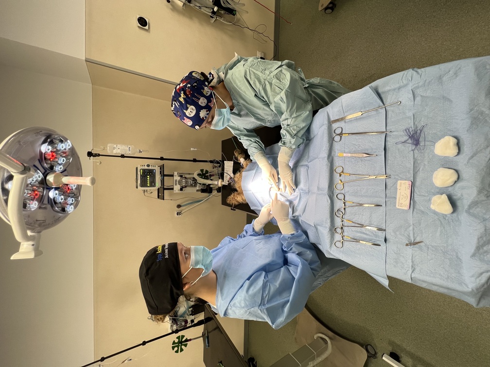 suspensory ligament dogs