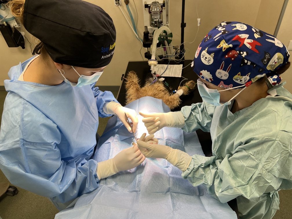 cat sterilisation surgery