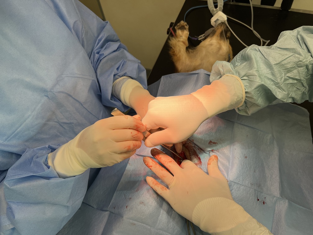 veterinary menthoring