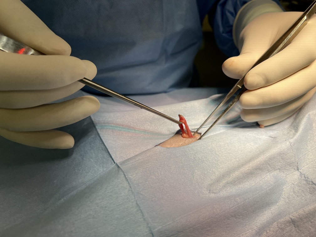 spay hook