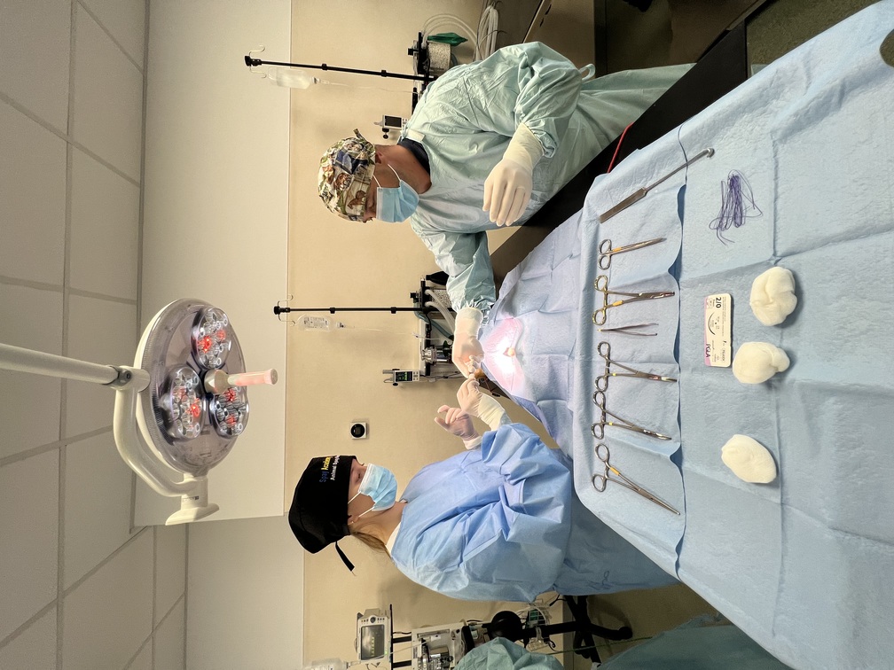 mini invasive dog surgery