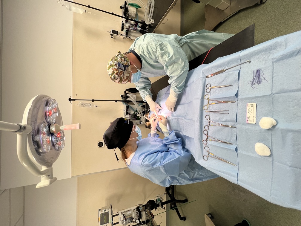 veterinary internship