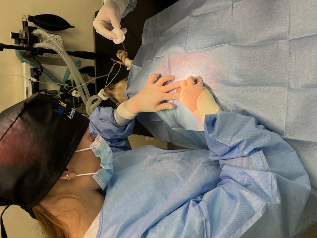 linea alba surgery